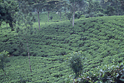 ヌワラエリア　紅茶畑
