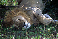 ライオンの昼寝