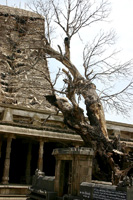 樹齢3500年のマンゴーツリーとエーカンバラナタール寺院