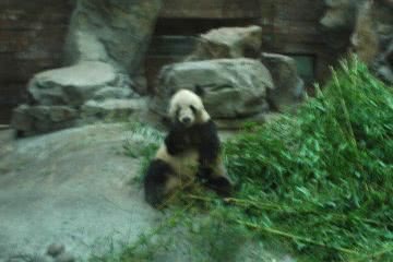 北京動物園