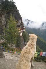 タクツァン僧院を眺める犬