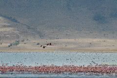 ンゴロンゴロのソーダ湖に群れなすフラミンゴ