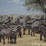 世界の絶景シリーズ第11弾！ やっぱりタンザニアのサファリは最強でした！ 動物の大群・サバンナでのキャンプに大感動！ 一度は訪れたい「ンドゥトゥ動物保護区」