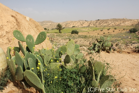 砂漠の違いがわかるようになる！ぐるっとチュニジア周遊の旅