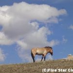 大草原モンゴル周遊ツアー　～ゲルと夜空と馬頭琴～