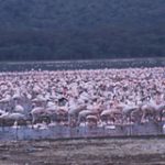 動物王国ケニアへの旅