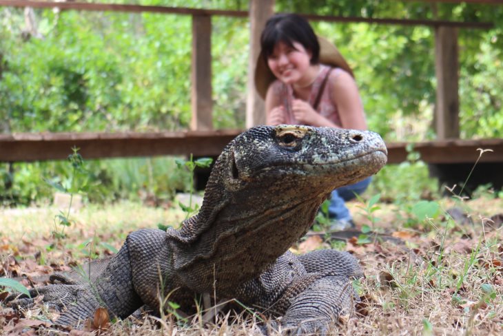 お船に乗ってどんぶらこ♪世界最強？最恐？の大トカゲ「コモドドラゴン」を追い求め、1泊2日のコモドクルーズ！ | 今日も旅する!!  ファイブスタークラブ世界探検隊